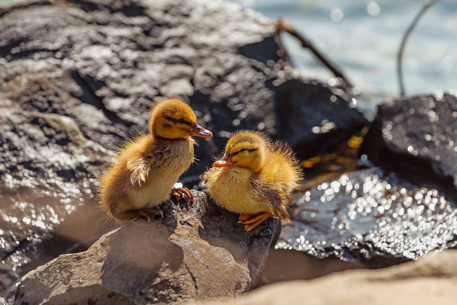 due piccoli di papera su una rocca di un lago