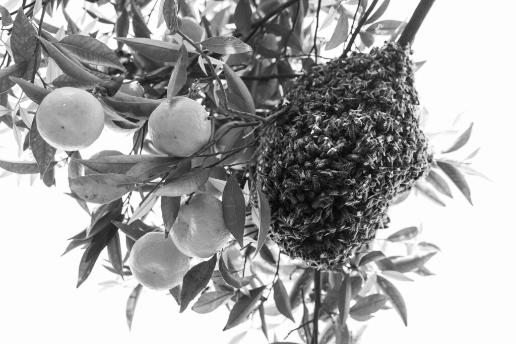 Api su un albero